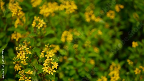 Spring field of small yellow flowers of Galphimia. Evergreen shrub of star-shaped Golden Thryallis glauca. Ornamental bloom in natural sunlight of Gold Shower. Summer meadow background, soft focus. photo