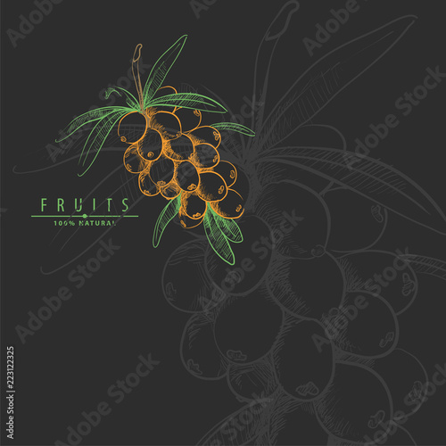 fresh sweet sea buckthorn illustration