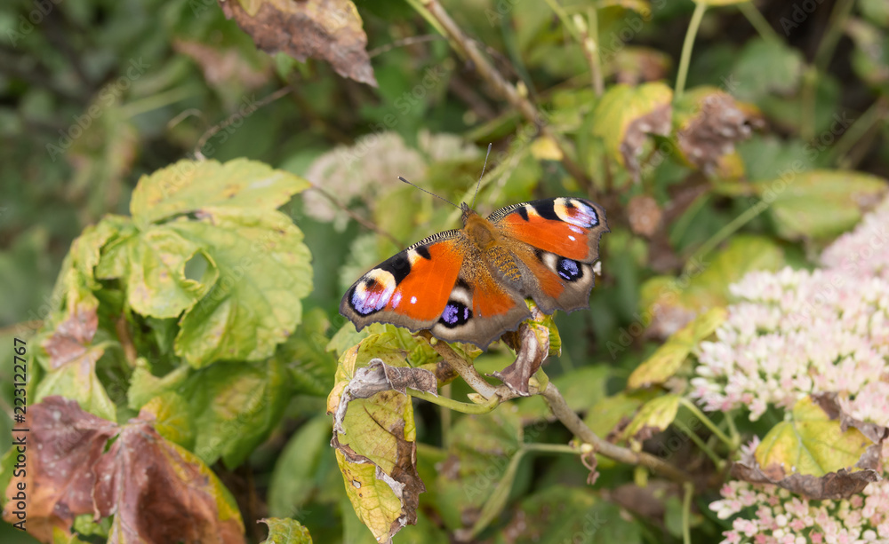 Fototapeta premium European Peacock butterfly sitting on a dry vine leaf in autumnal garden