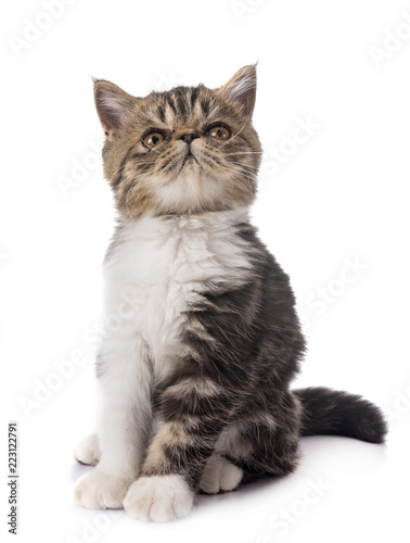 Fototapeta Naklejka Na Ścianę i Meble -  exotic shorthair kitten