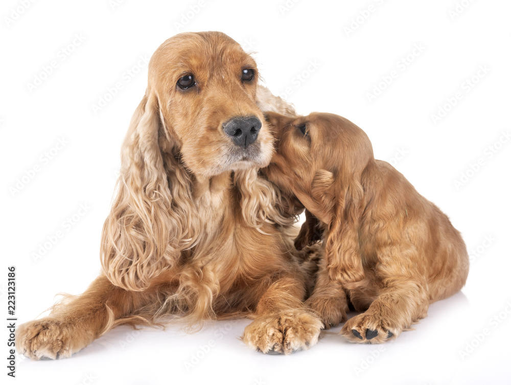 puppy and mother cocker spaniel
