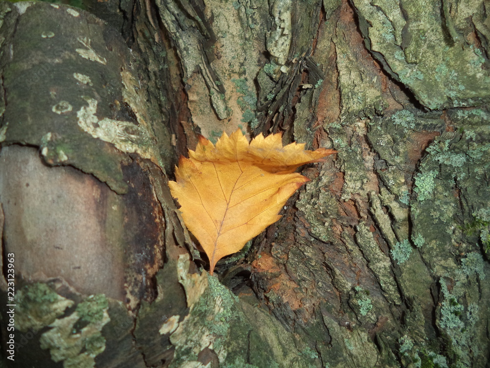 old tree bark and autumn leaf