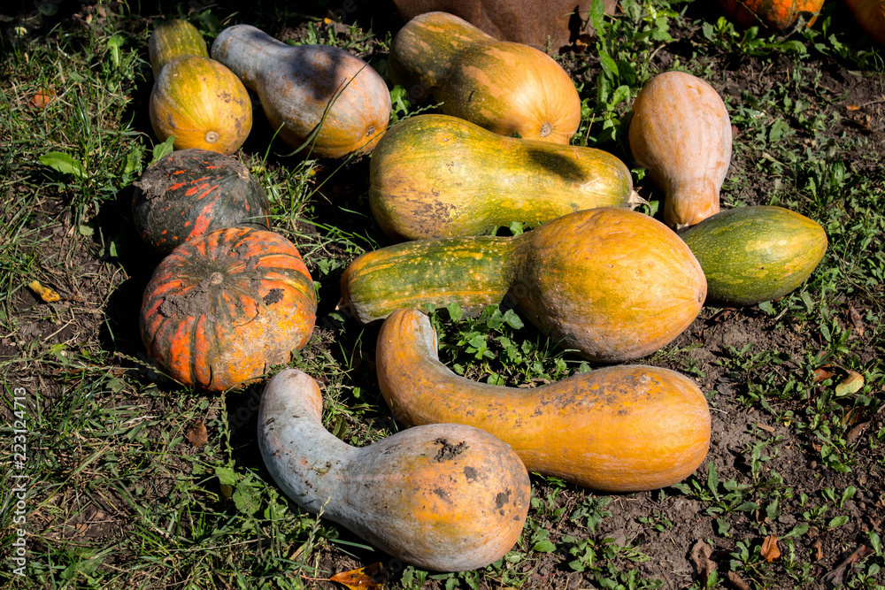 a lot of pumpkins on the ground a lot of pumpkins on the ground