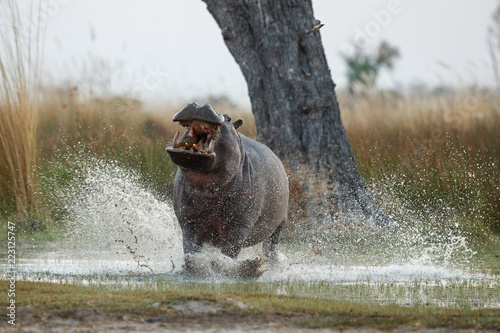Canvastavla Aggressive hippo male attacking the car
