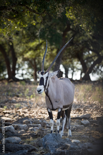 Gemsbok (Oryx gazela) stands on the rocks in the shade of spreading green trees. Trees in the background.