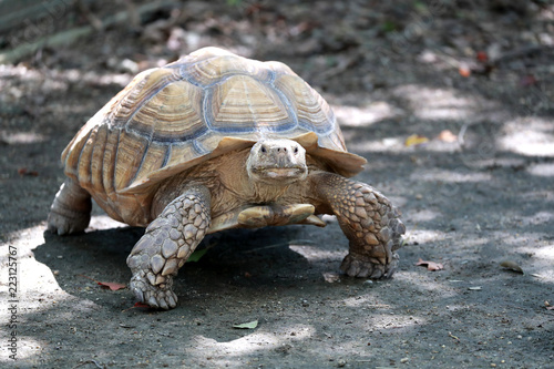 ゾウガメ　亀　陸亀　アルダブラゾウガメ