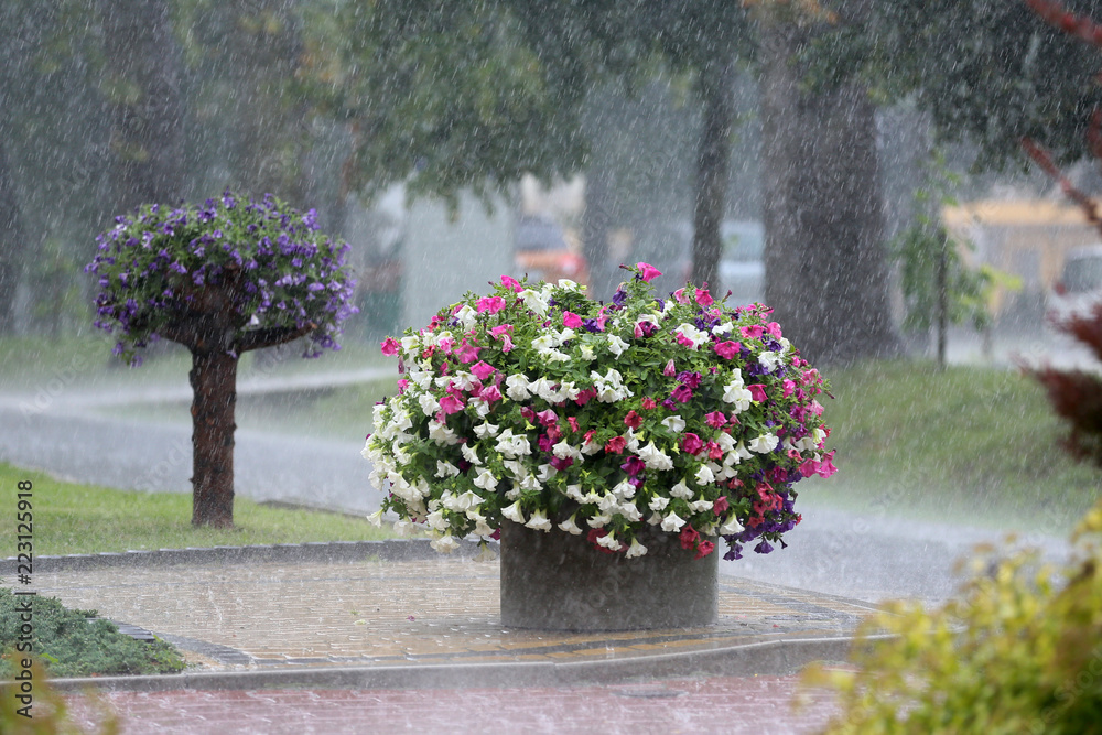Flowers during heavy rainfall in the city 