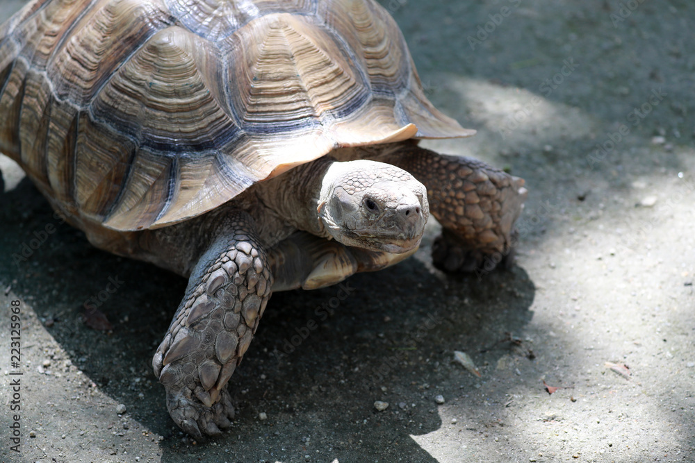 Fototapeta premium ゾウガメ 亀 陸亀 アルダブラゾウガメ