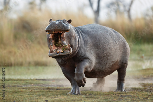 Aggressive hippo male attacking the car. Huge hippo male intimidating the opponent. Wild animal in the nature habitat. African wildlife. This is Africa. Hippopotamus amphibius.