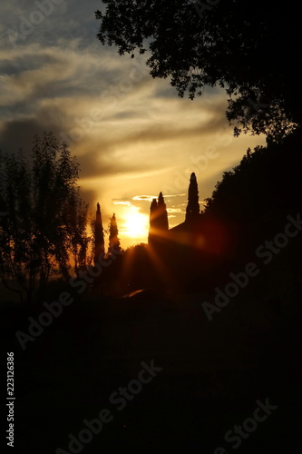 silhouette dei cipressi al tramonto