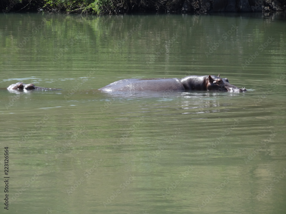  hippopotamus