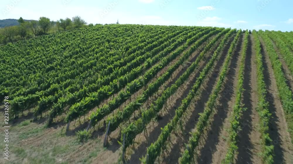 Aerial view on beautiful vineyard on the hill.
Aerial view on beautiful vineyard on the hill.