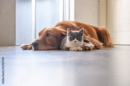 Golden Retriever and Kitten