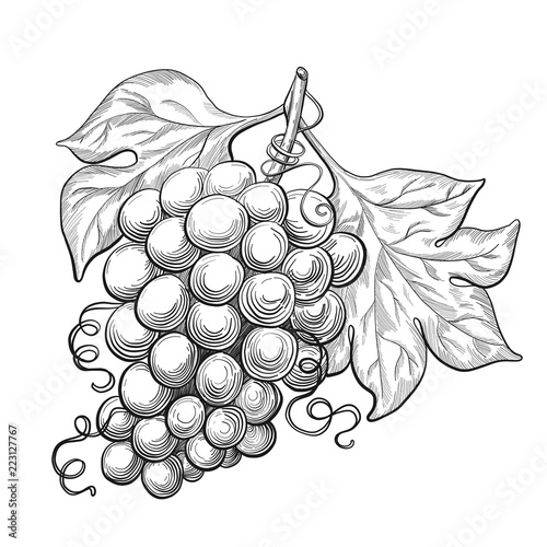 Sketch ink vintage grape with leaves illustration, draft  drawing, black isolated on white background. Food graphic etching design.