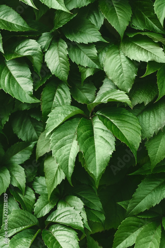 Vibrant green foliage nature full frame background.