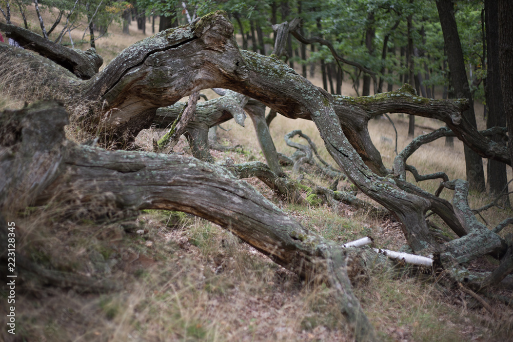 twisted branches