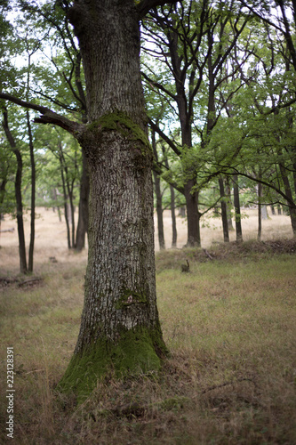 oak photo