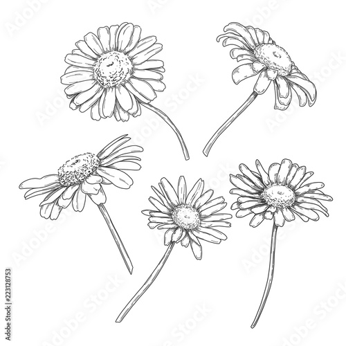Botanical camomile flowers set, hand drawn monochrome etching sketch isolated on white background. Vintage engraving vector illustration, pen and ink drawing.
