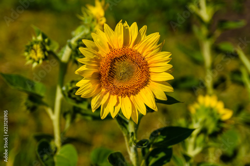 Sunflower in a garden on summer day