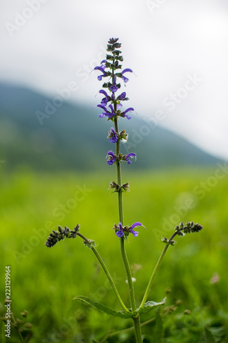 Violet flower in a mountain meadow