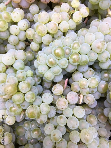 witte trossen druiven