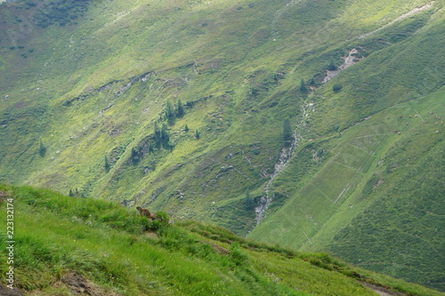 Marmot sitting on a green grass field in the mountains watching out