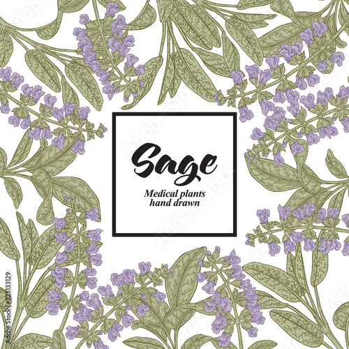 Hand drawn background with Salvia officinalis or Sage. Medical plants. Vector illustration.