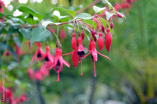 bright pink hanging flowers of macleania cordifolia photo