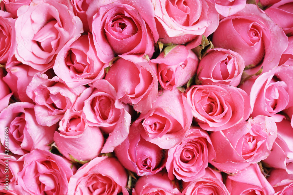 pink roses