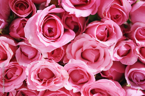 pink roses