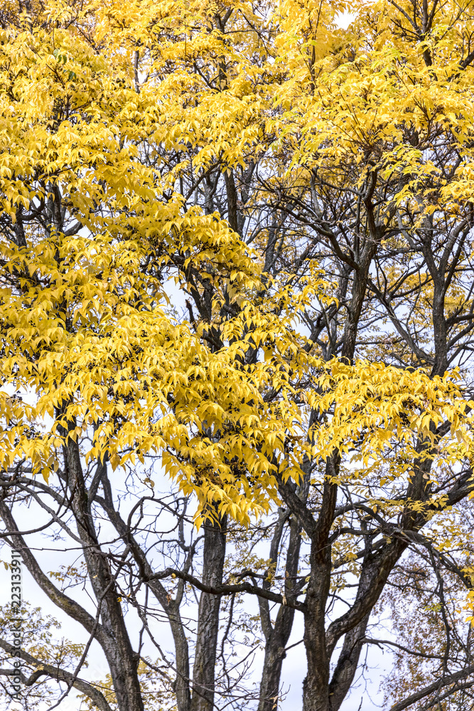 tall park tree with yellow bright foliage leaves against sky background tall park tree with yellow bright foliage leaves against sky background