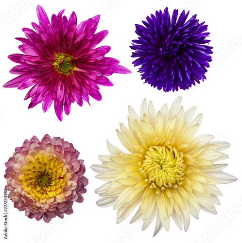 Fototapeta Naklejka Na Ścianę i Meble -  set of chrysanthemum flowers isolated on white background