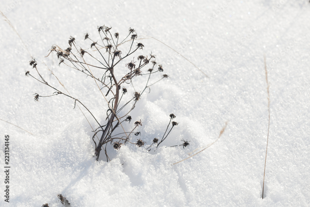 Dry flowers in snow, winter season
