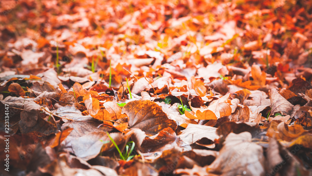 Fallen red leaves lay over ground in park Fallen red leaves lay over ground in park