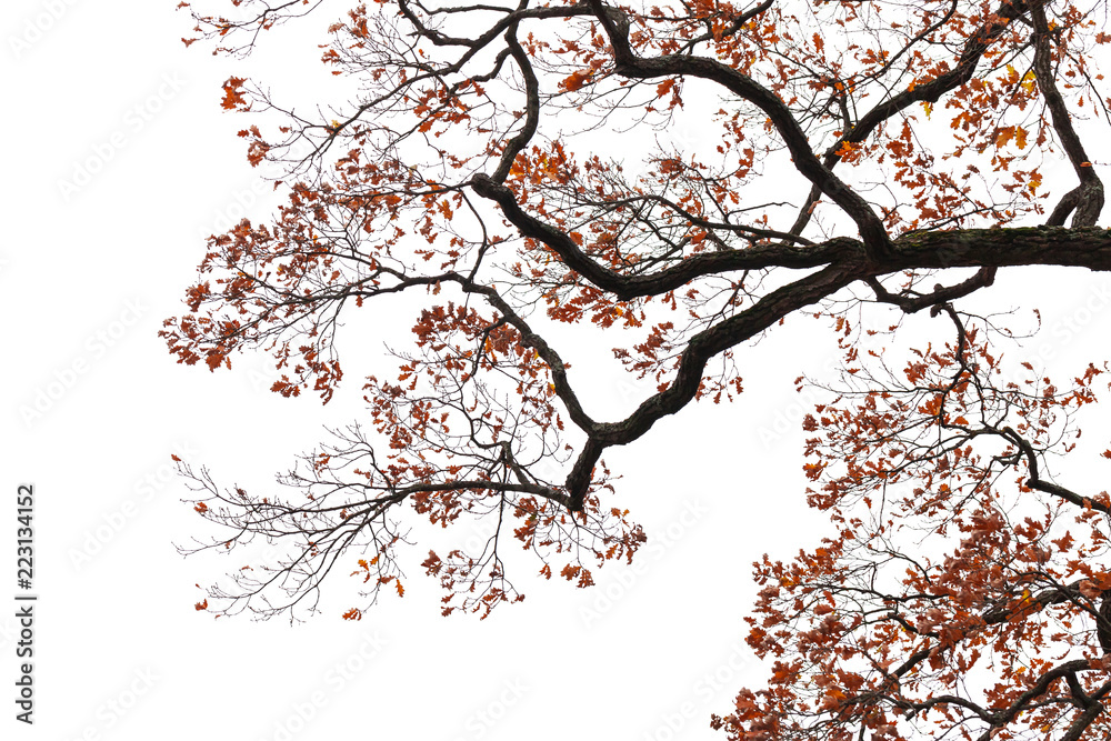 Oak tree branches with red autumn leaves