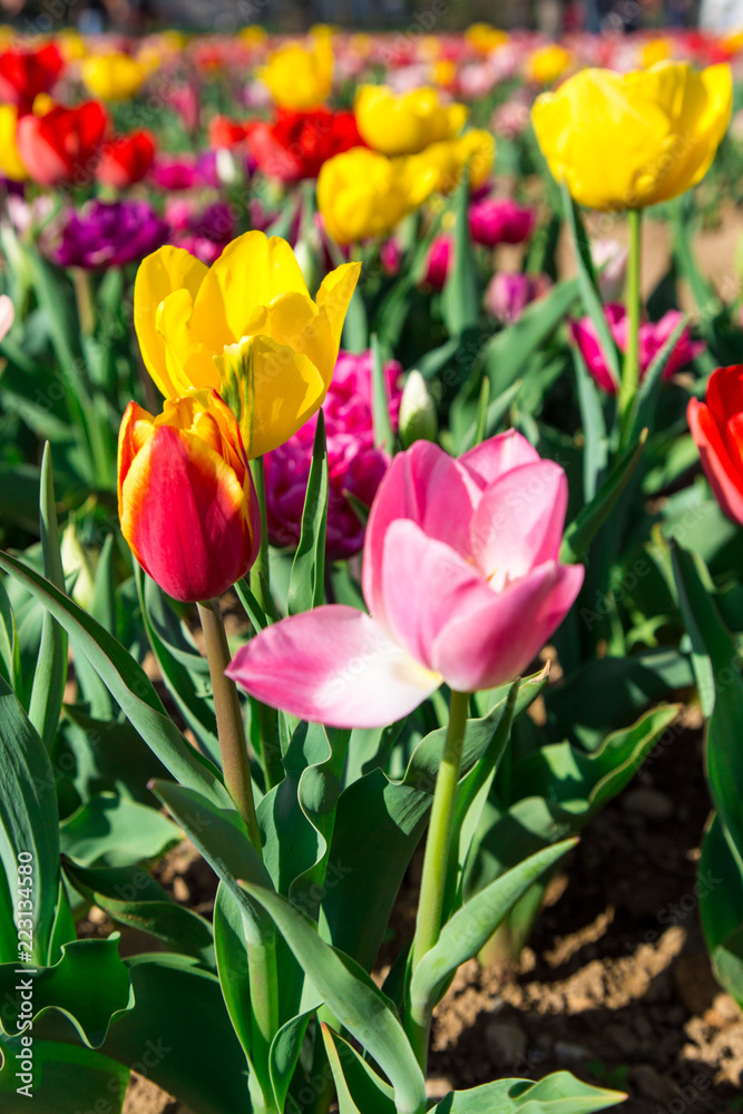 Multicolored meadow of Tulips