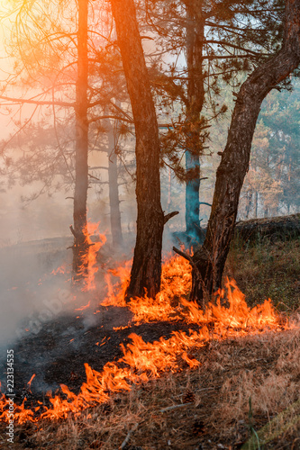 Forest fire. fallen tree is burned to the ground a lot of smoke when wildfire photo