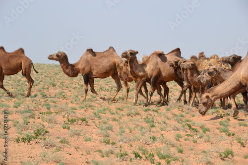 Fototapeta Naklejka Na Ścianę i Meble -  camel mongol