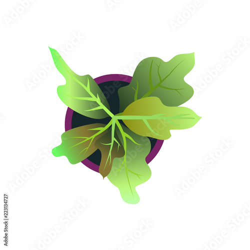 Top view. plants Easy copy paste in your landscape design projects or architecture plan. Isolated flowers on white background. Vector