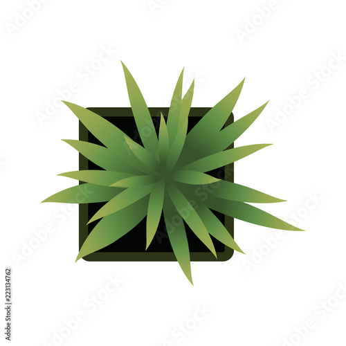 Top view. plants Easy copy paste in your landscape design projects or architecture plan. Isolated flowers on white background. Vector