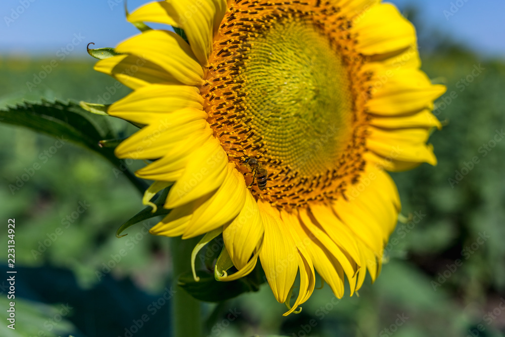 Beautiful sunflower field in the afternoon Beautiful sunflower field in the afternoon