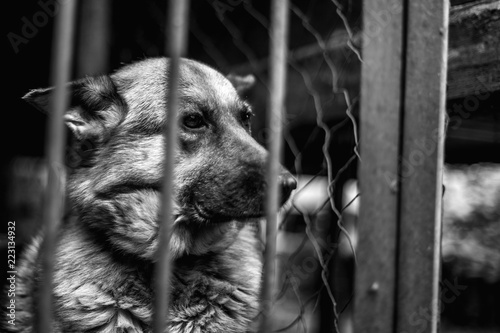 Bild auf Leinwand A big sad shepherd in an old aviary.