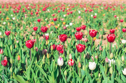 Meadow of Red Tulips