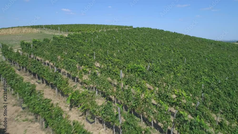Aerial view on beautiful vineyard on the hill.
Aerial view on beautiful vineyard on the hill.