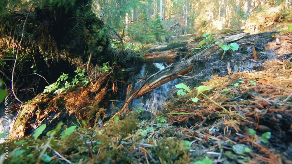 mountain creek in the middle of the forest mountain creek in the middle of the forest