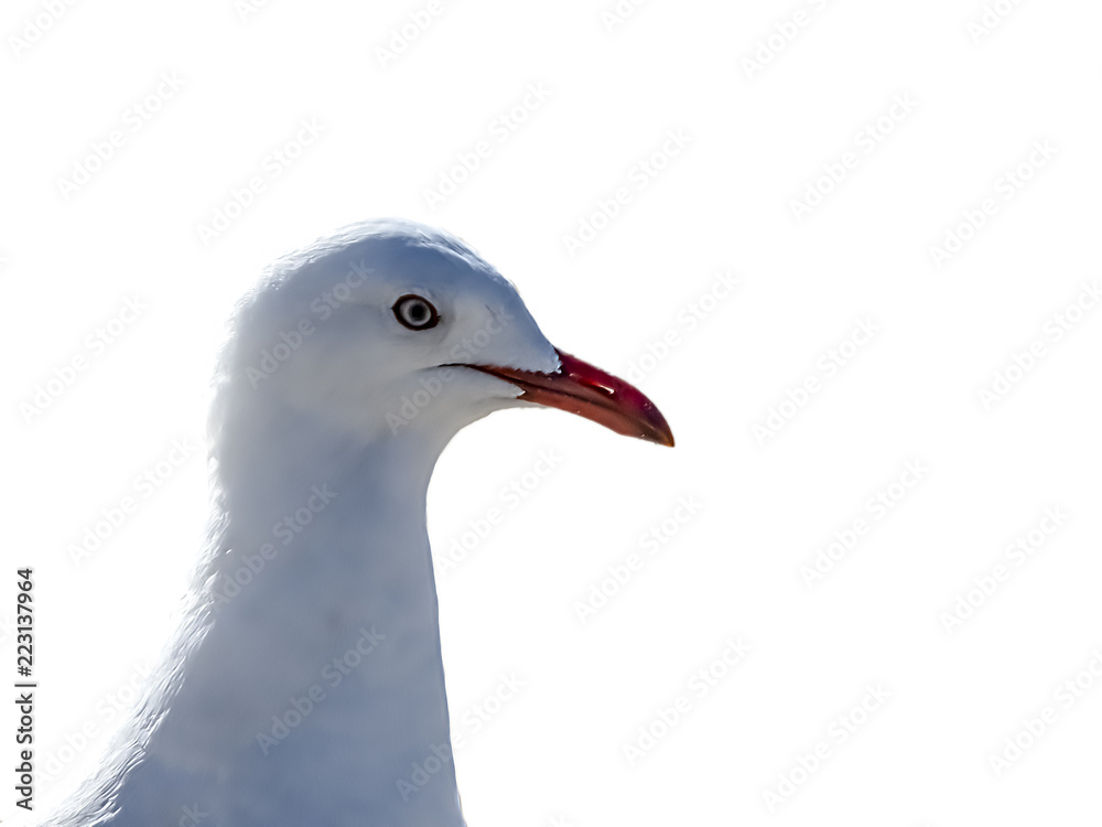 seagull isolated on white background seagull isolated on white background