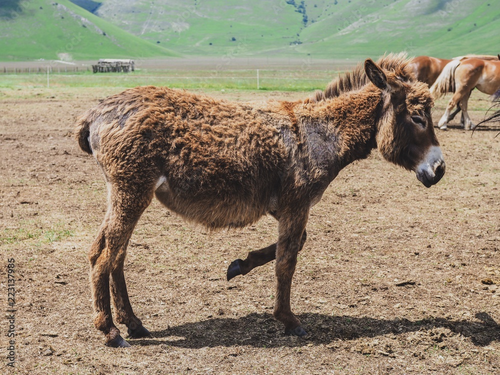 Foal, a baby horse standing on a background of mountains in the Italian region Umbria Foal, a baby horse standing on a background of mountains in the Italian region Umbria