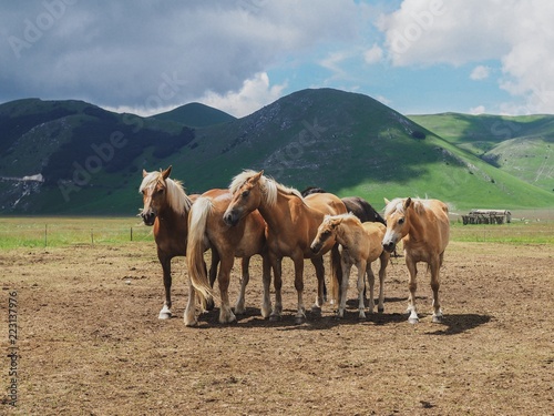 Horse blond family stands on the background of the mountains in Italy, Umbria region