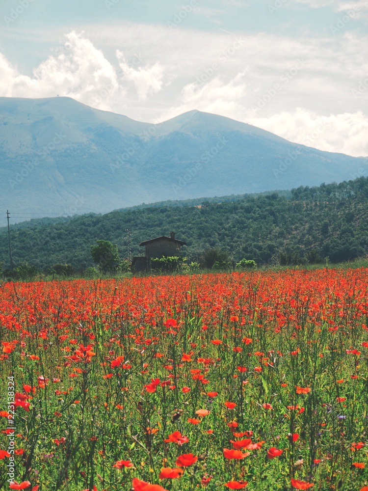 Flowering poppy field in the Umbria region in Italy against the mountains, in the distance you can see a small house