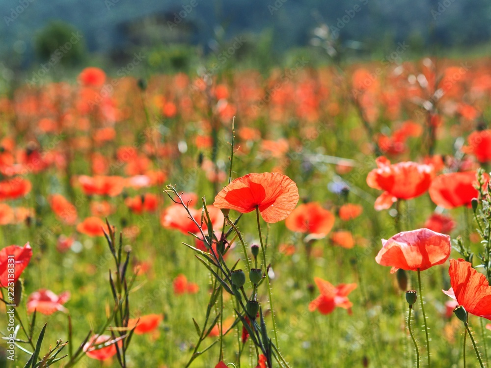Flowering poppy field in Umbria region in Italy Flowering poppy field in Umbria region in Italy